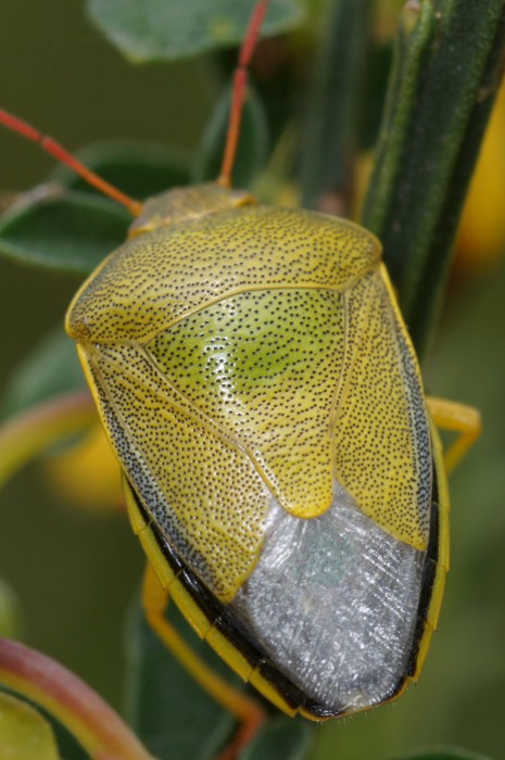 Pentatomidae: Piezodorus lituratus del Veneto (TV)